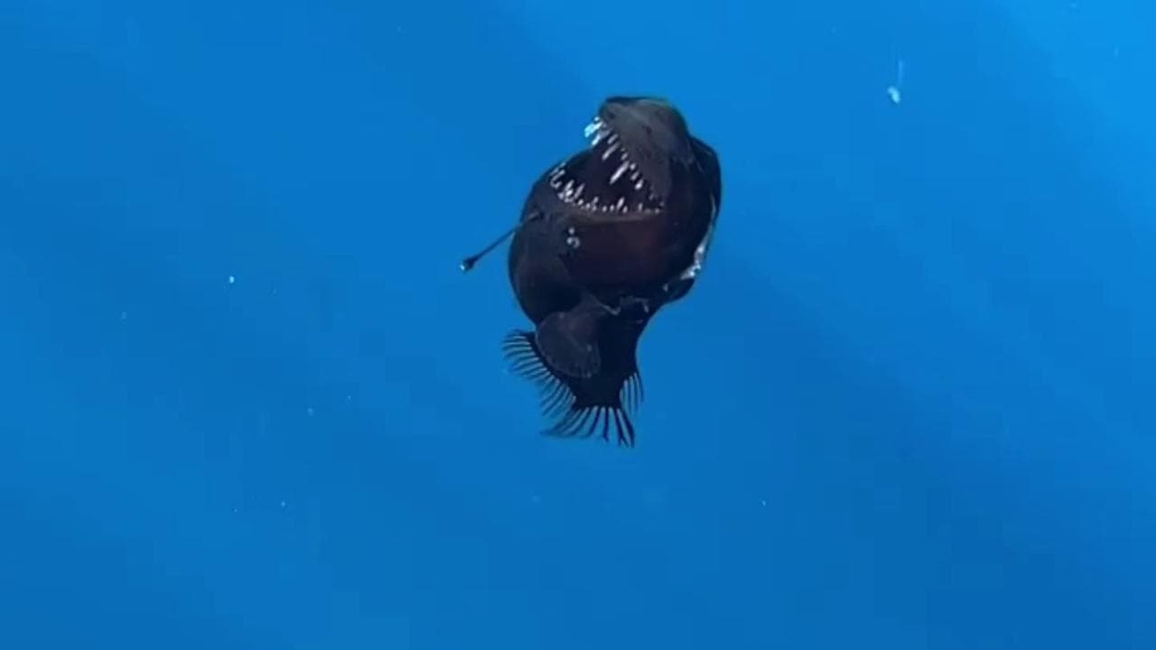 Avvistato Al Largo Di Tenerife: Il Raro Pesce Avvistato Al Largo Di Tenerife: Il Raro Pesce
