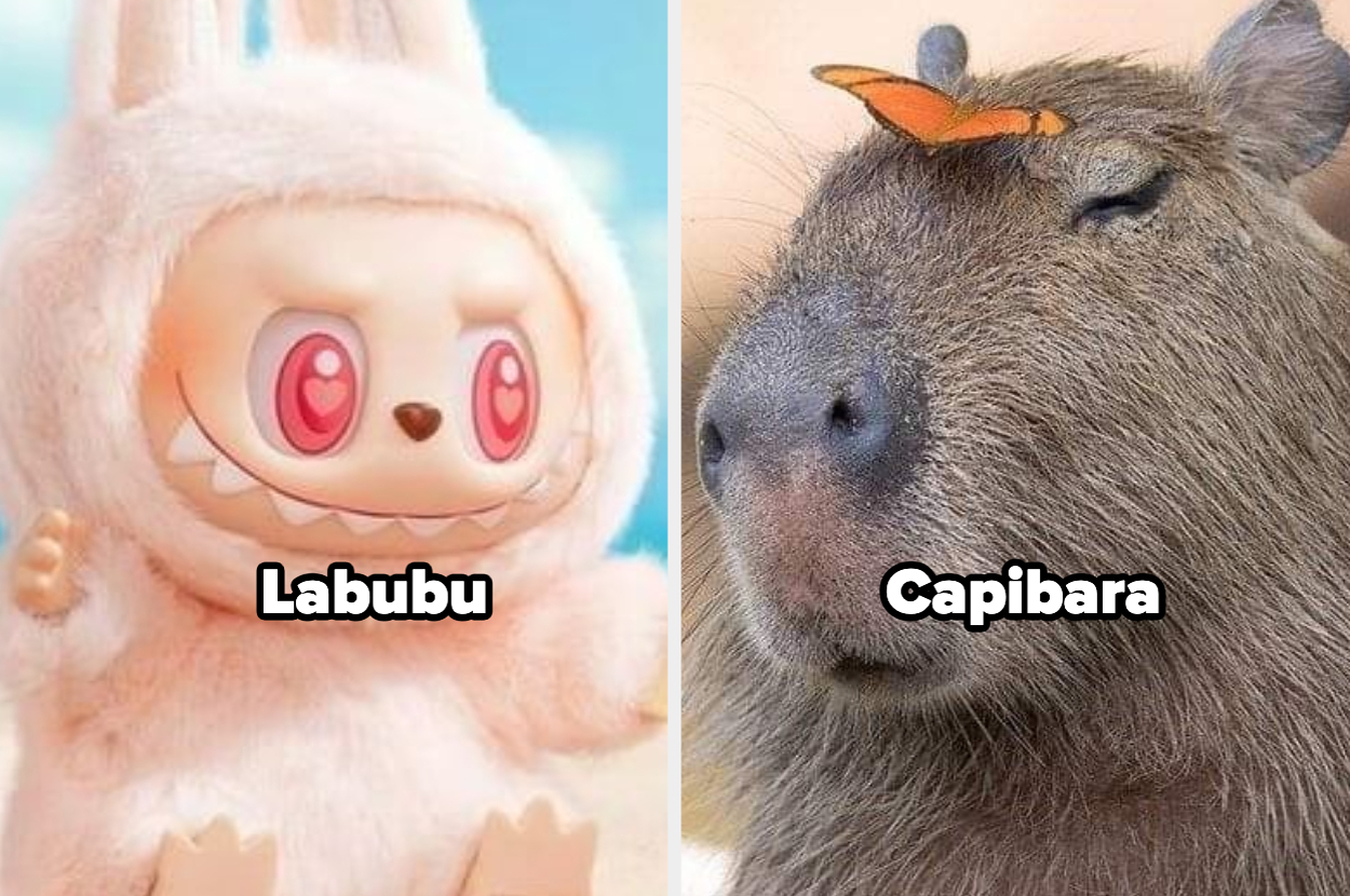 ¿Eres Un Capibara O Un Labubu? ¡Haz Este Quiz De Personalidad! ¿Eres Un Capibara O Un Labubu? ¡Haz Este Quiz De Personalidad!