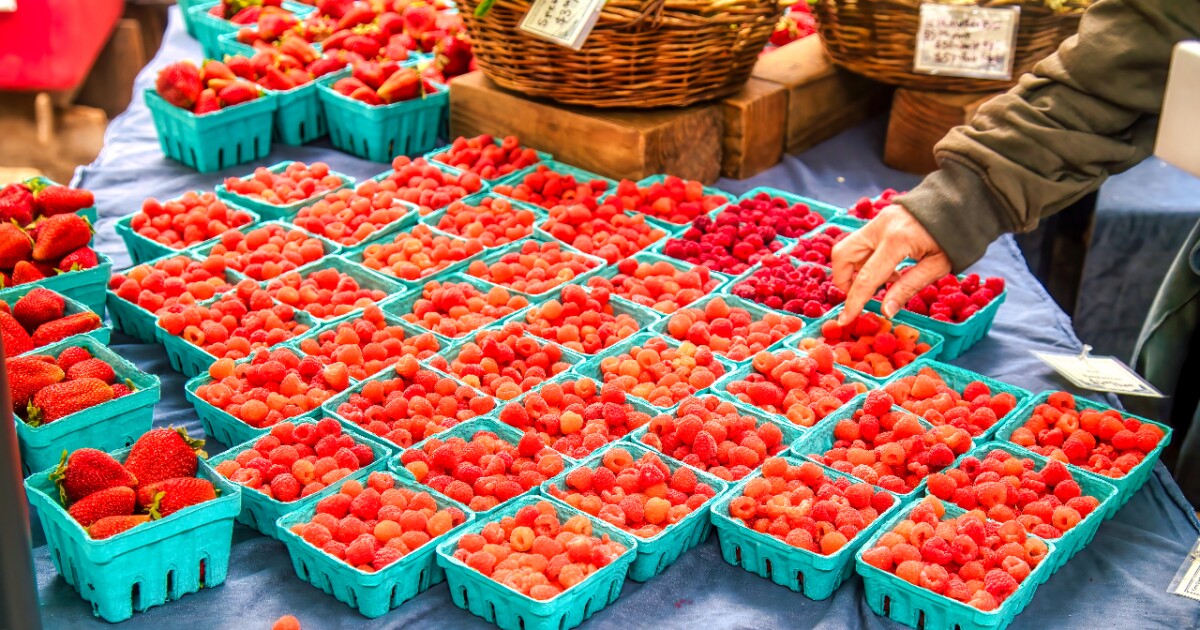 Feria De Las Fresas Irapuato 2025: Cartel De Artistas Confirmados Feria De Las Fresas Irapuato 2025: Cartel De Artistas Confirmados