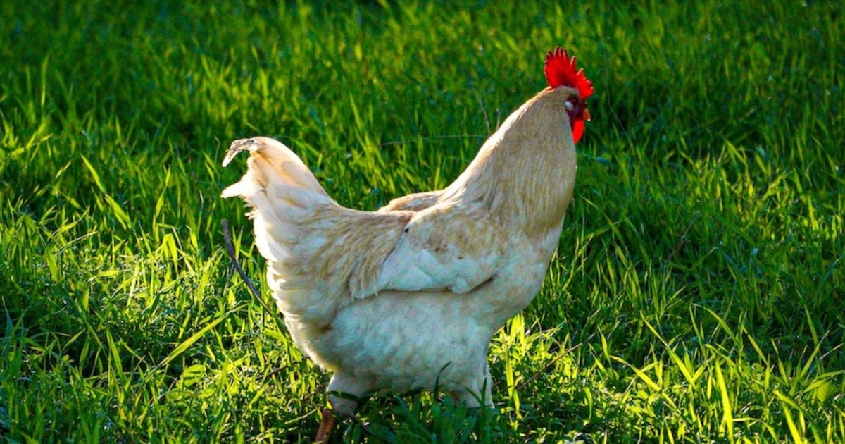 New York Poultry Market Shutdowns: Understanding The Bird Flu Impact New York Poultry Market Shutdowns: Understanding The Bird Flu Impact