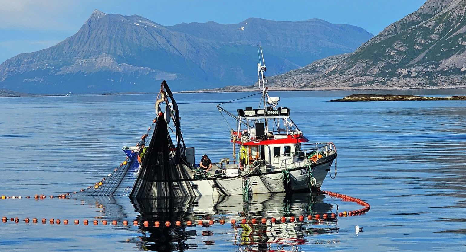 Norway's Blue Whiting Landings Surge, Herring Stocks Remain Steady Norway's Blue Whiting Landings Surge, Herring Stocks Remain Steady