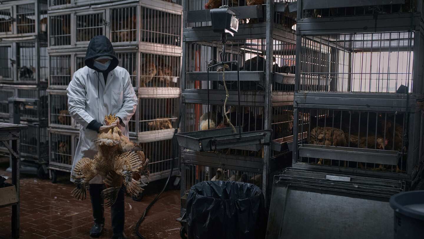 NYC Live Poultry Market Closure Spurs Urgent Chicken Sales NYC Live Poultry Market Closure Spurs Urgent Chicken Sales