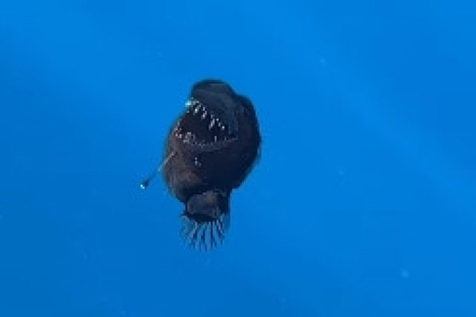 Peixe-diabo Negro Avistado Na Superfície Durante O Dia Pela Primeira Vez Peixe-diabo Negro Avistado Na Superfície Durante O Dia Pela Primeira Vez