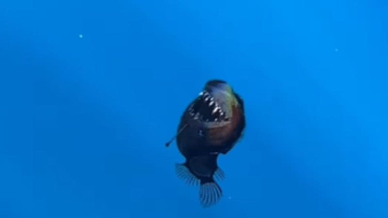 Peixe 'Diabo Negro' Filmado Em Águas Profundas: Uma Descoberta Científica Peixe 'Diabo Negro' Filmado Em Águas Profundas: Uma Descoberta Científica