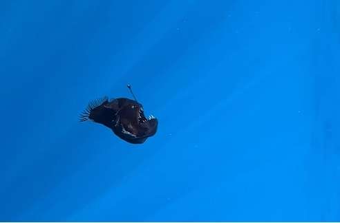 Peixe 'Diabo Negro' Filmado Pela Primeira Vez Em Águas Rasas Peixe 'Diabo Negro' Filmado Pela Primeira Vez Em Águas Rasas