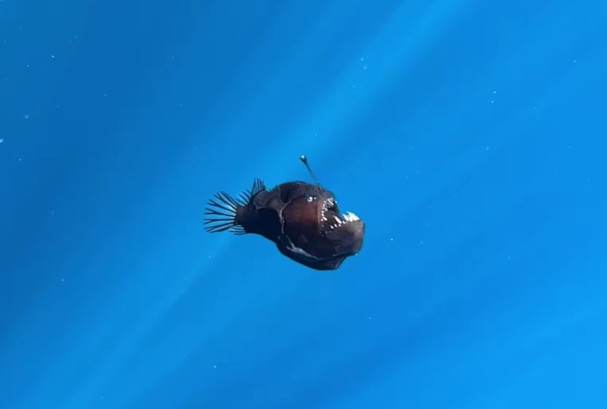 Peixe-diabo-negro: Popularizado Por Procurando Nemo, Conheça Esta Espécie Peixe-diabo-negro: Popularizado Por Procurando Nemo, Conheça Esta Espécie