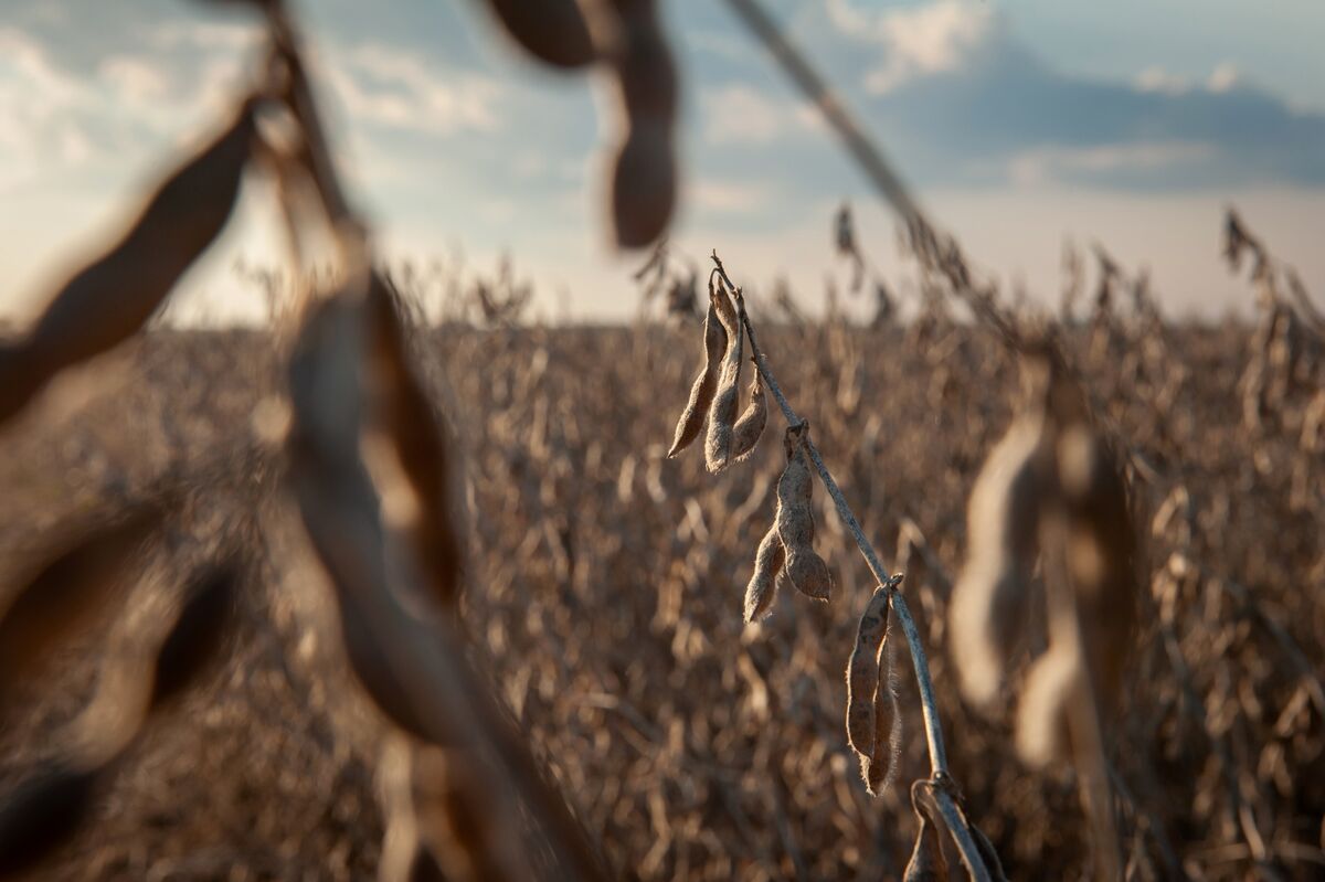Soy Farmers Pressure Trump: Reinstate Climate Agriculture Payments Soy Farmers Pressure Trump: Reinstate Climate Agriculture Payments
