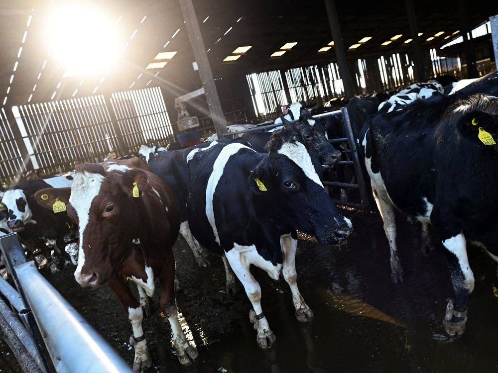 US Tariff Threats Ignite Debate Over Canadian Supply Management US Tariff Threats Ignite Debate Over Canadian Supply Management