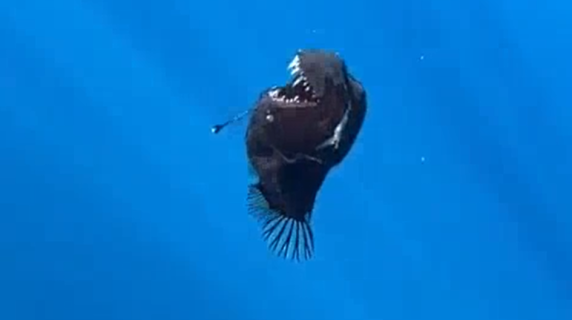Video Del Diavolo Nero: Primo Avvistamento Di Questo Raro Pesce Abissale? Video Del Diavolo Nero: Primo Avvistamento Di Questo Raro Pesce Abissale?